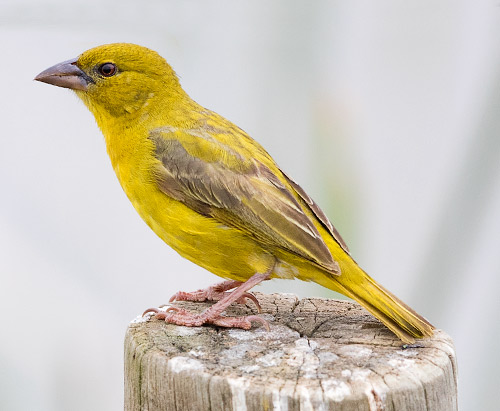 Yellow Weaver female
